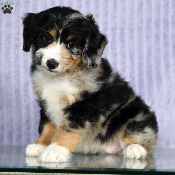 Lisa, Mini Aussiedoodle Puppy