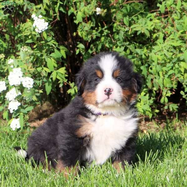 Little Ted, Bernese Mountain Dog Puppy