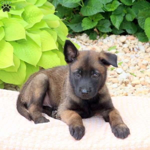 Logan, Belgian Malinois Mix Puppy