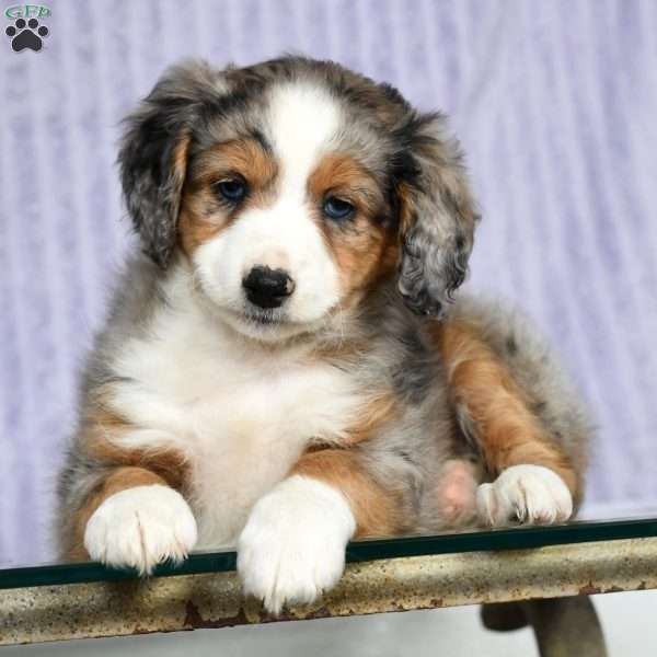 Lois, Mini Aussiedoodle Puppy