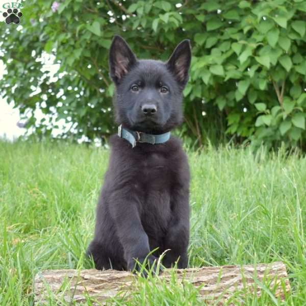 Loki, German Shepherd Puppy