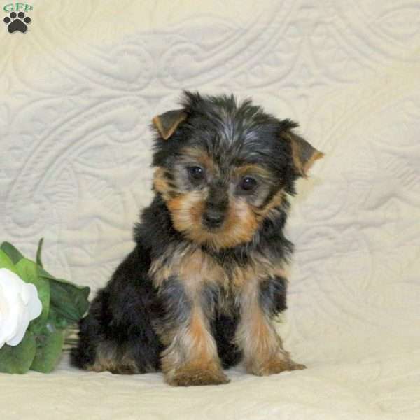 Lola, Yorkie Puppy