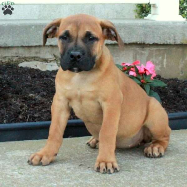 Lotus, African Boerboel Puppy