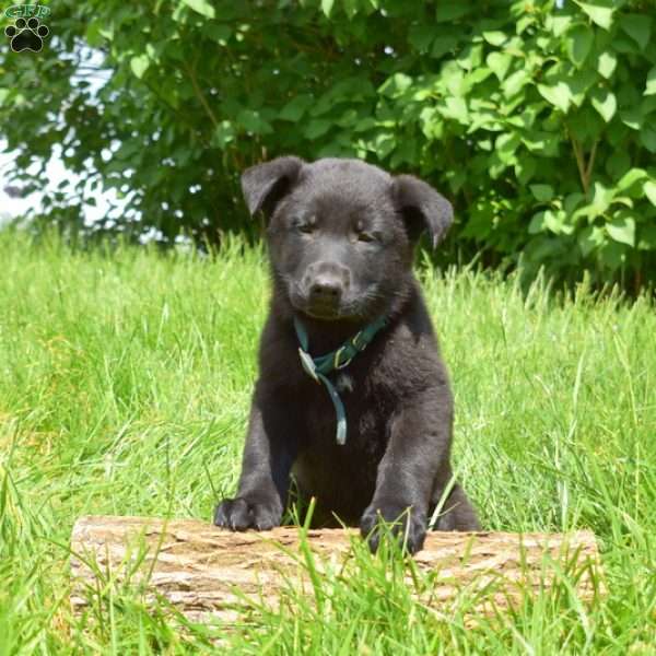 Louie, German Shepherd Puppy
