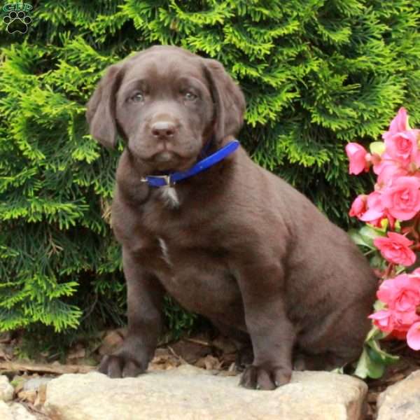 Lovebug, Chocolate Labrador Retriever Puppy