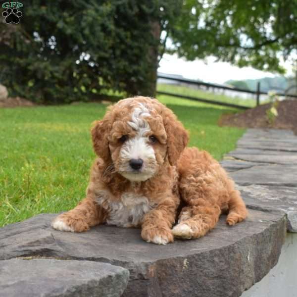 Luca, Mini Goldendoodle Puppy