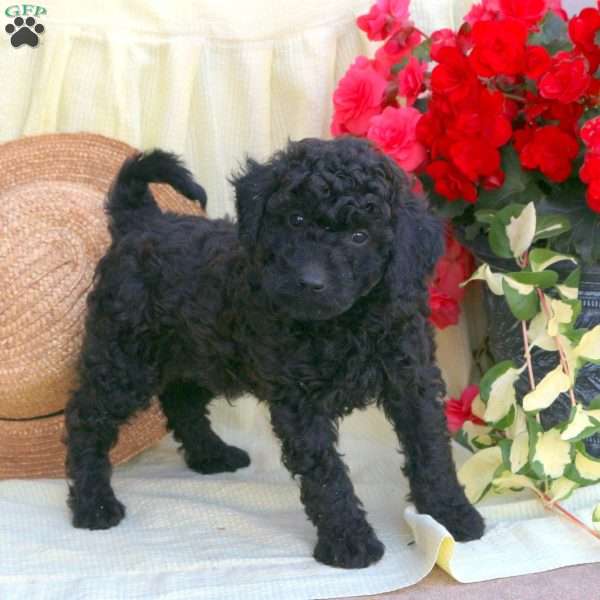 Lucas, Miniature Poodle Puppy