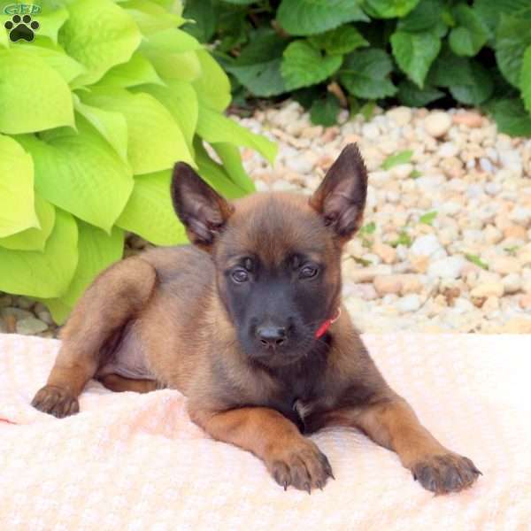 Lucas, Belgian Malinois Mix Puppy