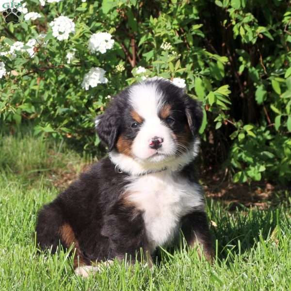 Lucky Charm, Bernese Mountain Dog Puppy