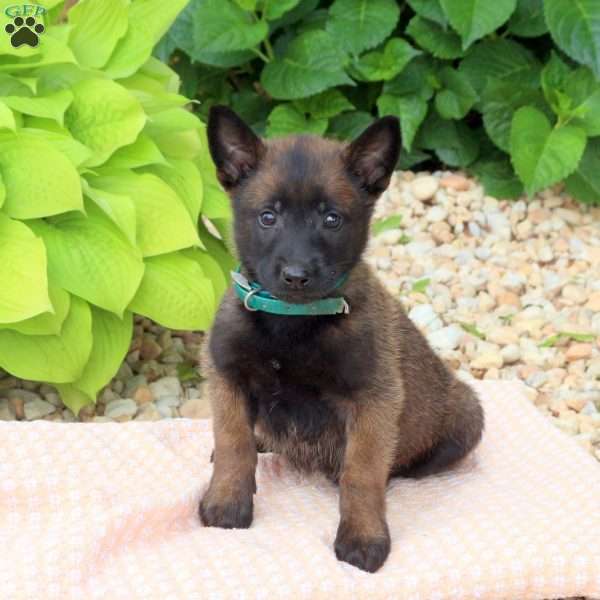 Lucky, Belgian Malinois Mix Puppy