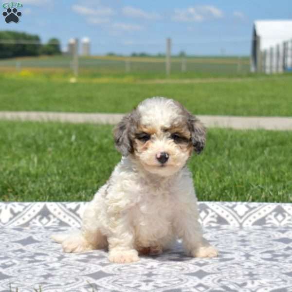 Lucky, Cavapoo Puppy