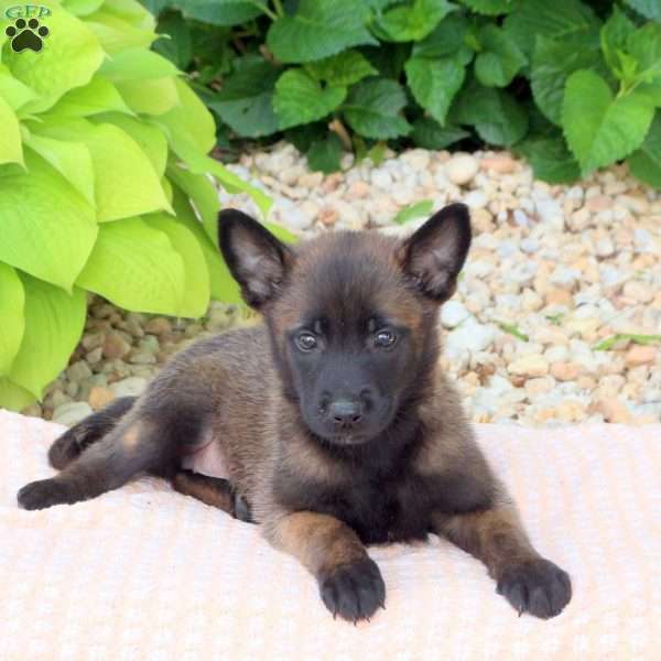 Lucy, Belgian Malinois Mix Puppy