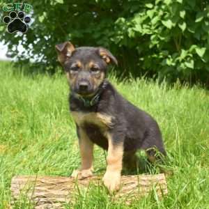 Lucy, German Shepherd Puppy