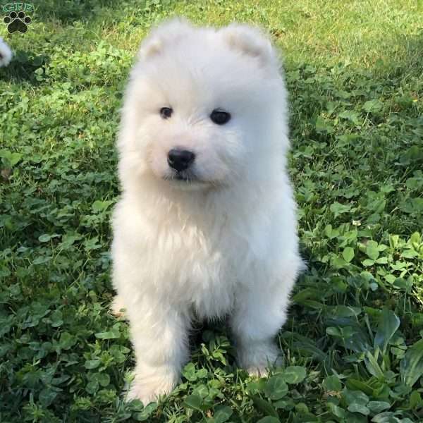 Lucy, Samoyed Puppy