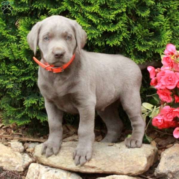 Luke, Silver Labrador Retriever Puppy