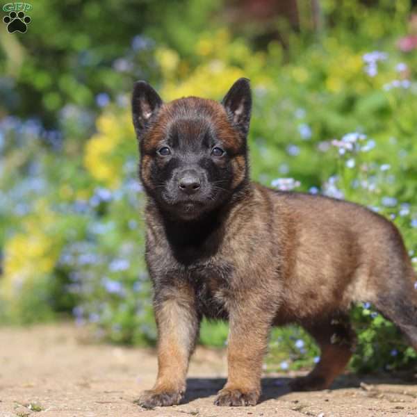 Luna, Belgian Malinois Puppy