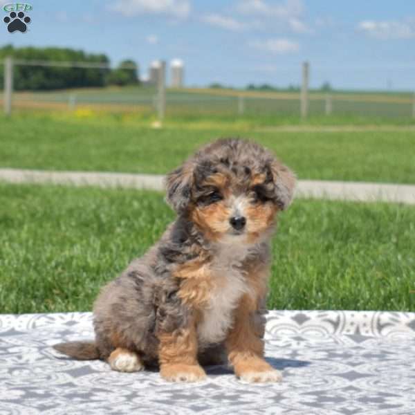 Luna, Cavapoo Puppy