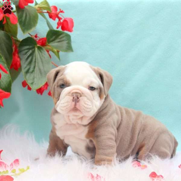 Mack, English Bulldog Puppy