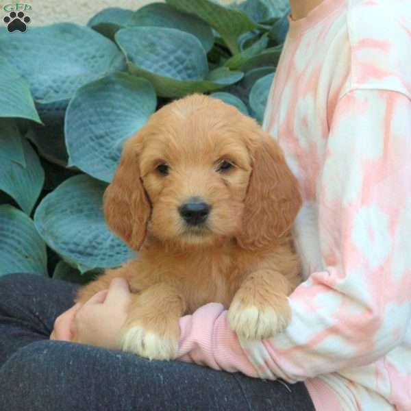 Maddox, Goldendoodle Puppy