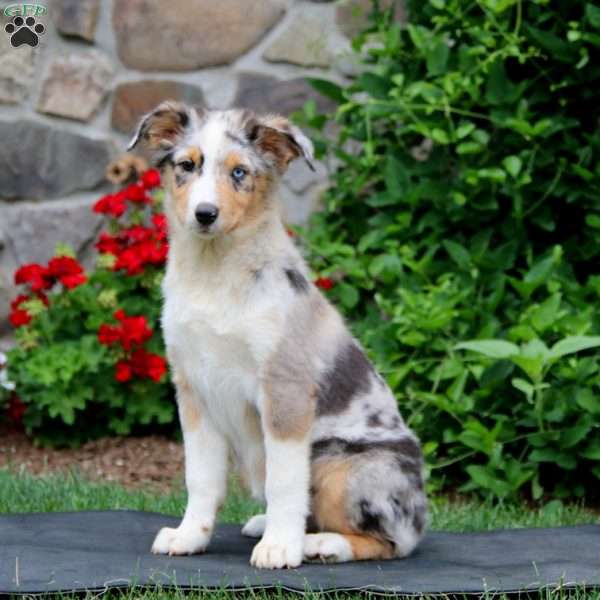 Maddy, Australian Shepherd Puppy