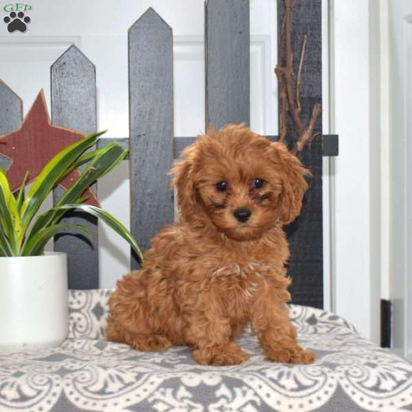 Madeline, Cavapoo Puppy