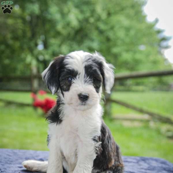 Mabel f1 Petite, Sheepadoodle Puppy