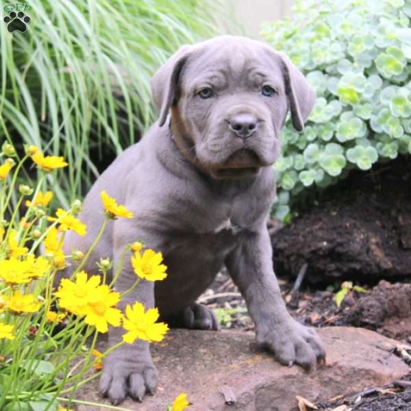 Maggie, Cane Corso Puppy