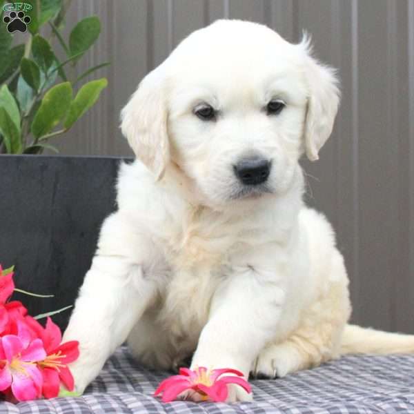 Maine, English Cream Golden Retriever Puppy