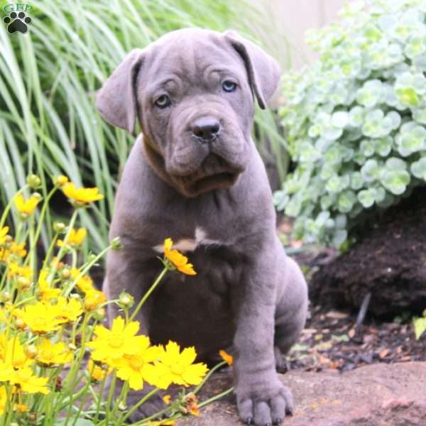 Maisy, Cane Corso Puppy