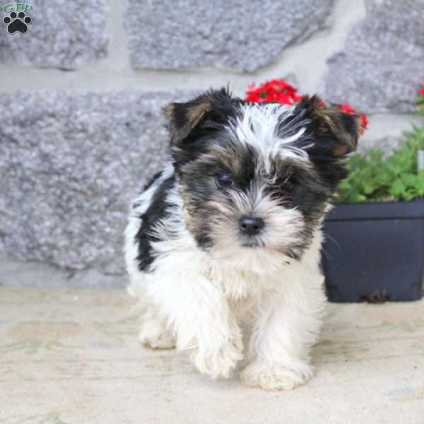 Majesty, Yorkie Puppy