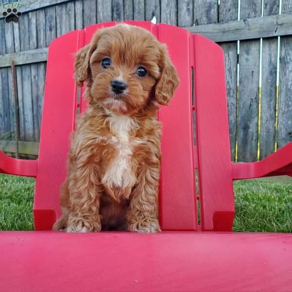 Mandi, Cavapoo Puppy