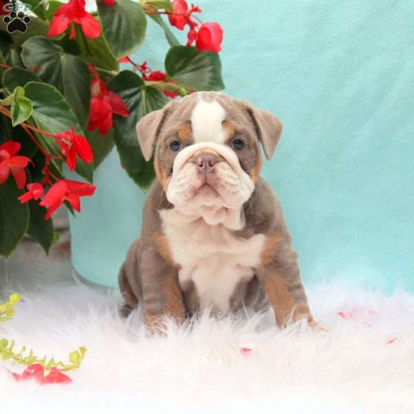 Mandy, English Bulldog Puppy