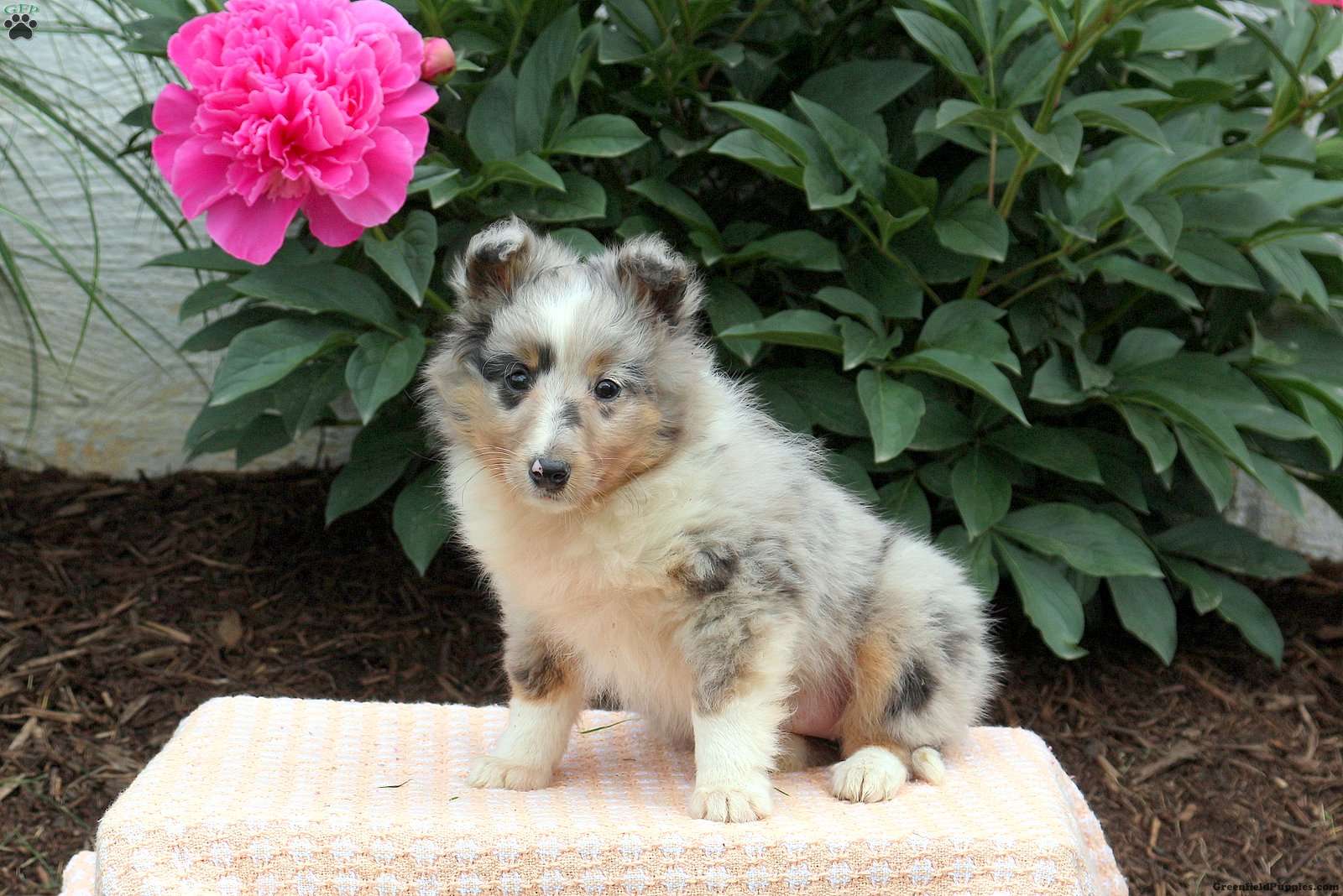 Mandy Sheltie Puppy For Sale in Pennsylvania