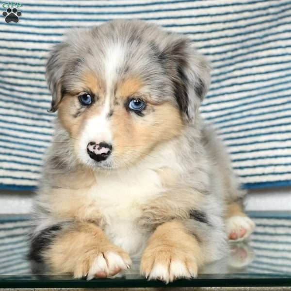 Manny, Miniature Australian Shepherd Puppy