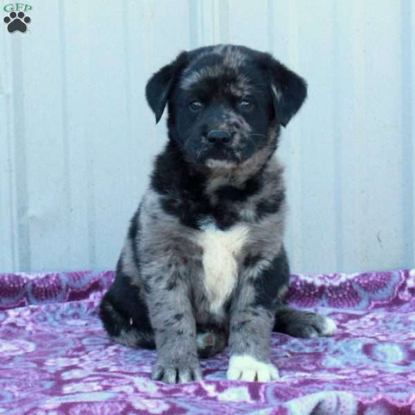 Marble, Labrador Mix Puppy