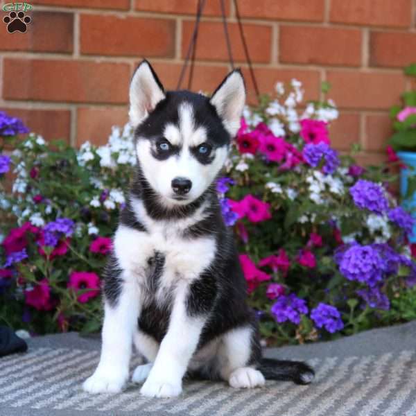 Marcus, Siberian Husky Puppy