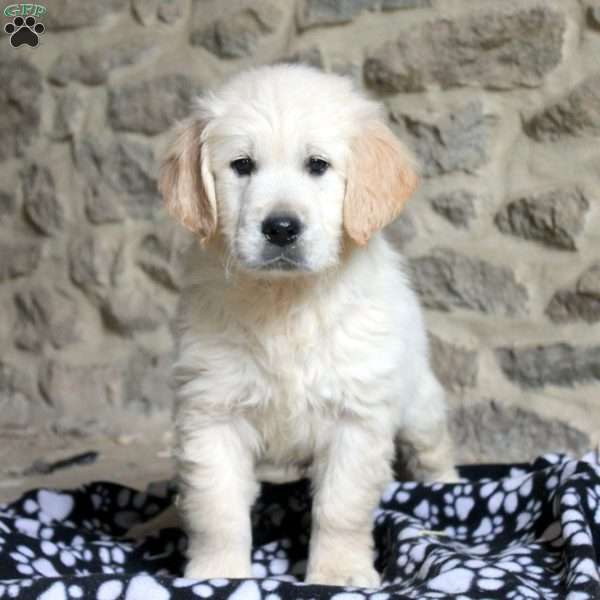 Mark, English Cream Golden Retriever Puppy