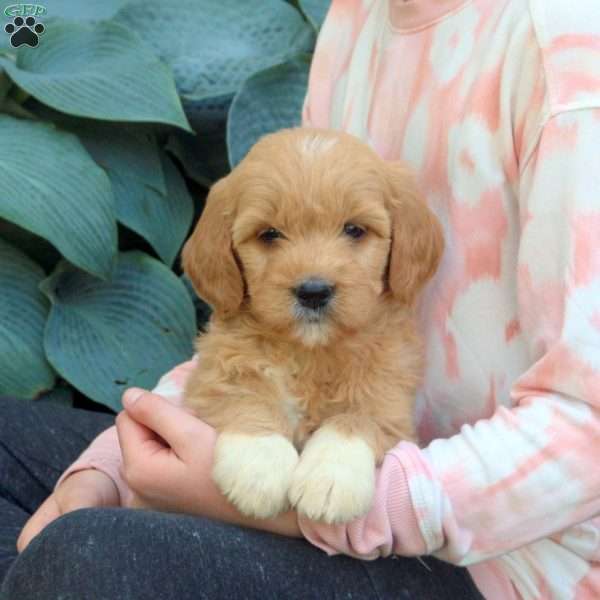 Marnie, Goldendoodle Puppy