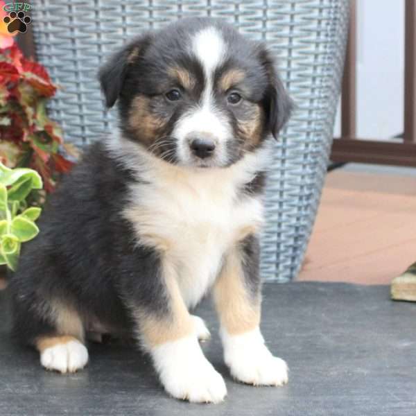 Martha, Australian Shepherd Puppy