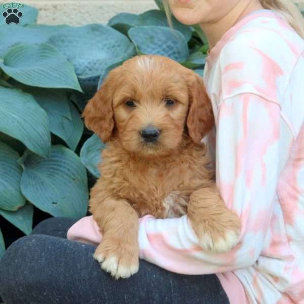 Martin, Goldendoodle Puppy