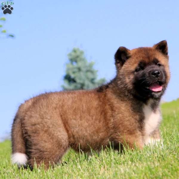 Mason, Akita Puppy