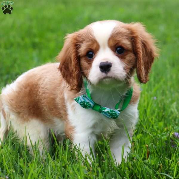 Max, Cavalier King Charles Spaniel Puppy