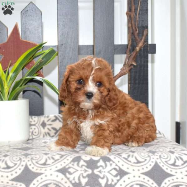 Max, Cavapoo Puppy