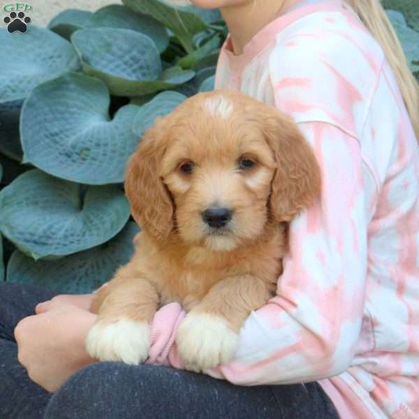 Max, Goldendoodle Puppy