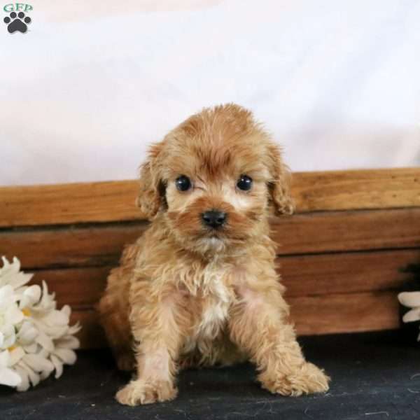 Max, Cavapoo Puppy