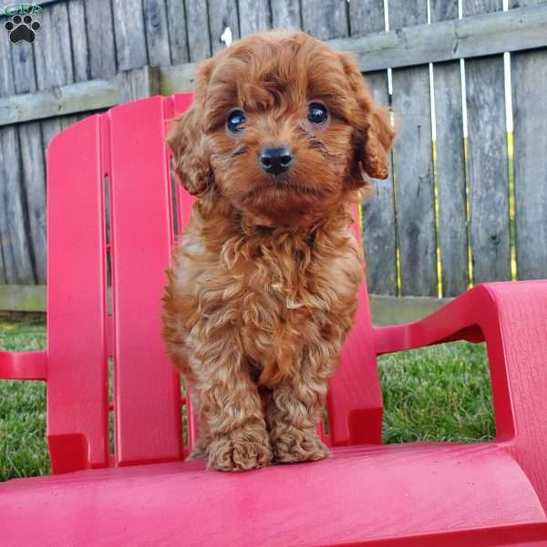 Max, Cavapoo Puppy