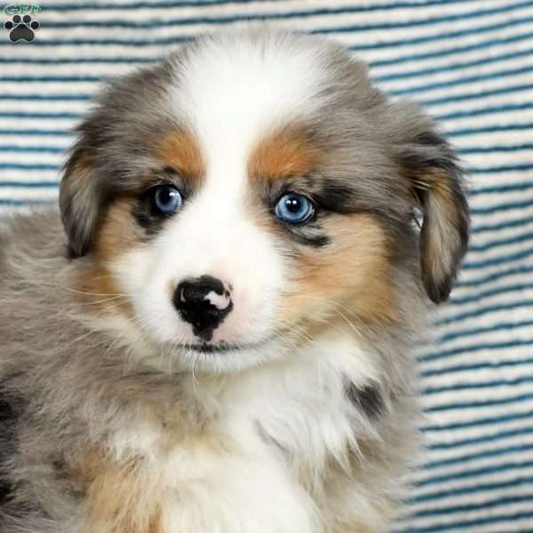 Max, Miniature Australian Shepherd Puppy