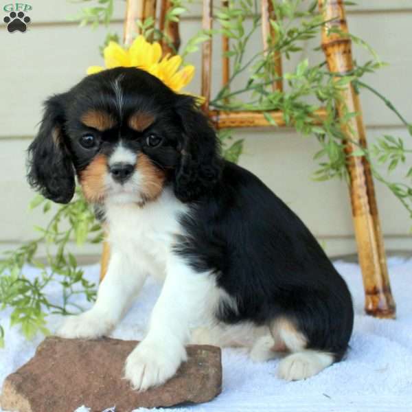 Maya, Cavalier King Charles Spaniel Puppy