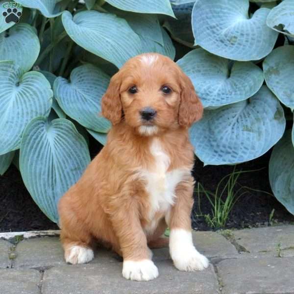 Mazie, Goldendoodle Puppy