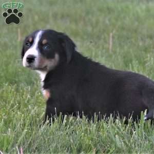 Meadow, Greater Swiss Mountain Dog Puppy